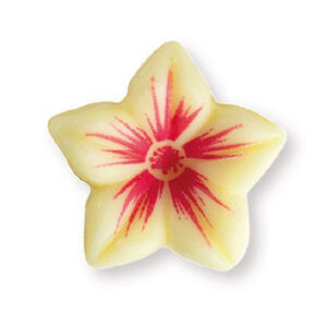 Jazmín Bloom de Chocolate 76uds